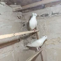 کبوتر جوانه