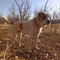 سگ گله فروشی|سگ|ملکان, |دیوار