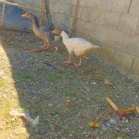 غاز  محلی تخمی