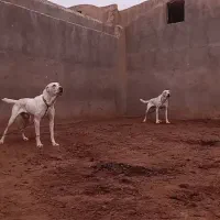 سگ نگهبان|سگ|قم, صفائیه|دیوار