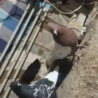 فروش هفت تا کفتر رنگی