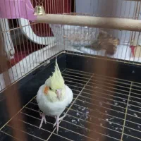 قفس با عروس ماده