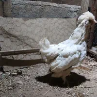مرغ|حیوانات مزرعه|لنجان, |دیوار