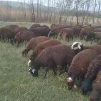 گوسفند. بره نر. بره ماده. کشتاری