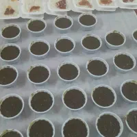 زیارتی|تور و چارتر|بم, |دیوار