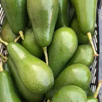 نهال آواکادو پیوندی|خدمات باغبانی و درختکاری|دالخانی, |دیوار
