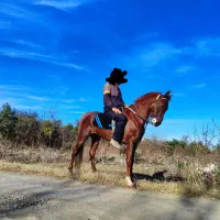 اسب درشور قهوه ایی ۶سال ۶دونگ