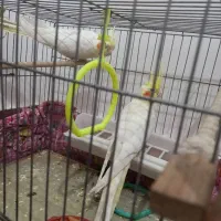 عروس هلندی مولد به تضمین|پرنده|مراغه, |دیوار