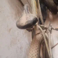 دوچرخه لاستیک پهن فول شیمانو