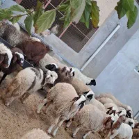 گوسفند کاور نر سالم|حیوانات مزرعه|سرپل ذهاب, |دیوار