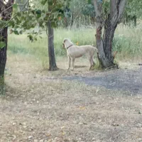 ماده عراقی|سگ|هریس, |دیوار