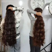 موشما|موش و خرگوش|خرمآباد, |دیوار