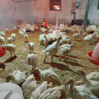 جوجه بوقلمون بیوتی6 فوق سنگین 43روزه ارسال رایگان|حیوانات مزرعه|مشهد, سازمان آب|دیوار