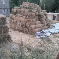 فروش ۵۰۰بسته گیاه