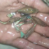 ماهی گوپی گاوی تایگر