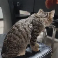 واگذاری گربه|گربه|بیرجند, |دیوار