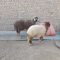 بره گوسفند مطفل ماده زیرش در حمیدیه