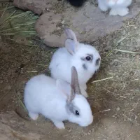خرگوش نروماده