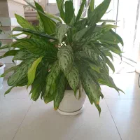 گل طبیعی آگلونما