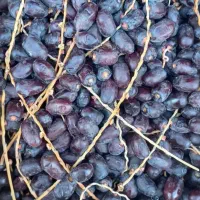 خرما تازه بم