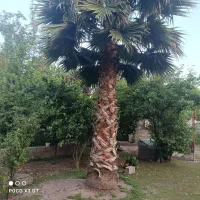 فروش درخت  پالم