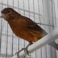 فروش قناری ماده شتری و سرخ سوخته|پرنده|مرودشت, بیست متری بیمارستان|دیوار