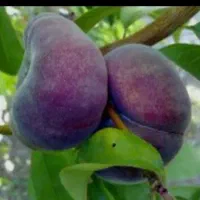 شلیل مغان پیوندی