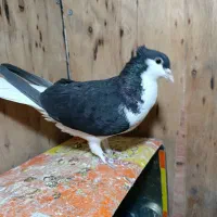 چادری|پرنده|تهران, بازار|دیوار