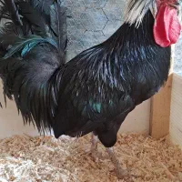 خروس لهستانی