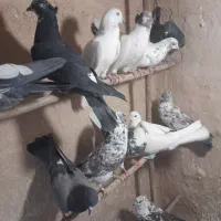 کبوتر پرشی|پرنده|قم, کیوانفر|دیوار