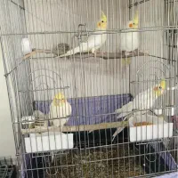 عروس هلندی و مرغ عشق