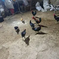 خروس|حیوانات مزرعه|حمیدیه, |دیوار