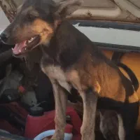 سگ دوبرمن اصل