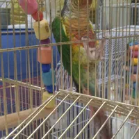 عروس هلندی طوطی فنچ مرغ عشق قناری و کلیه پرندها|پرنده|بوشهر, |دیوار