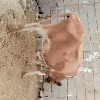 گاو گوساله جرسی به شرط 8ما آبستن