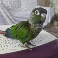 گرینچیک|حراج|محمدشهر, محمدشهر|دیوار