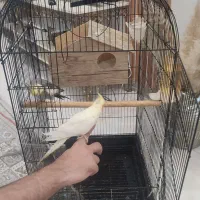 عروس هلندی