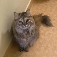 گربه ورشین دو رگه|گربه|ارومیه, |دیوار