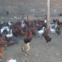 مرغ خروس|حیوانات مزرعه|باشتین, |دیوار