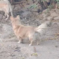 سگ نر|سگ|اسفراین, |دیوار