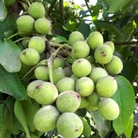 گردوی پر بارده و زودبارده