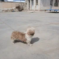 سگ شیتزو|سگ|شیراز, وزیرآباد|دیوار