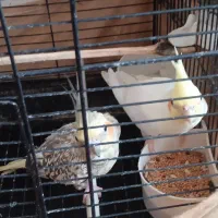 طوطی عروس هلندی