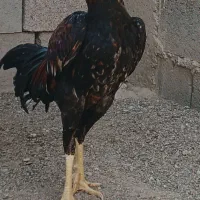 خروس خوب بفروش|حیوانات مزرعه|میناب, |دیوار