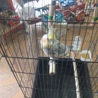 قفس عروس هلندی