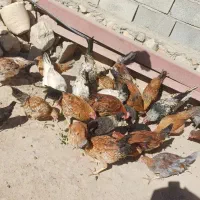 مرغ و خروس|حیوانات مزرعه|رومشکان, |دیوار