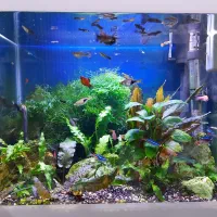 آکواریوم گیاهی|ماهی|همدان, |دیوار