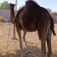 شتر نر آرام دوساله|حیوانات مزرعه|شمیل, |دیوار