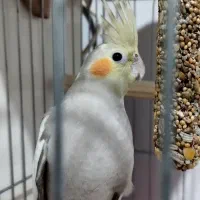 عروس هلندی 4 ماهه|پرنده|رودسر, |دیوار