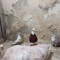 کبوتر|پرنده|نوشین شهر, |دیوار